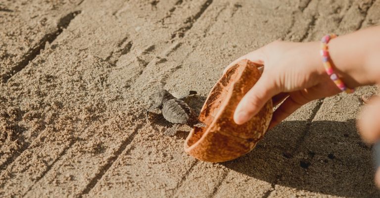 San Carlos y Guaymas logran salvar seis mil tortugas marinas y hacen historia