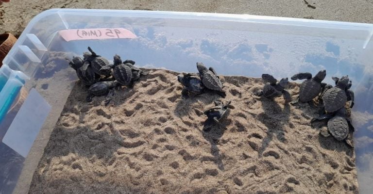 San Carlos y Guaymas logran salvar seis mil tortugas marinas y hacen historia