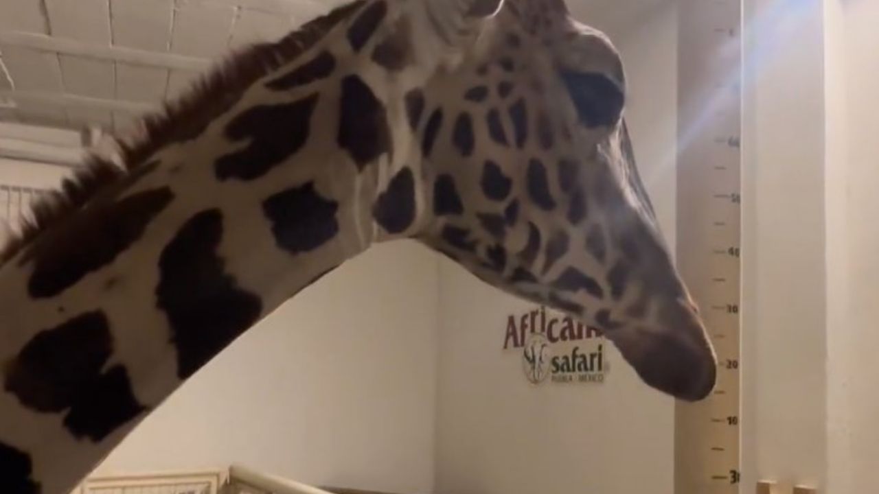 Transformación en el Parque Central de Ciudad Juárez: Se Realiza el Traslado de Animales para Mejorar Condiciones