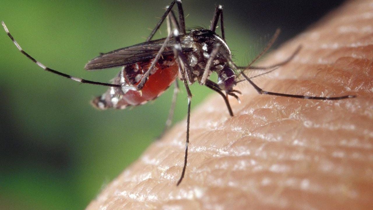 El mosquito que causa dengue 