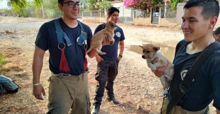 Rescate de tres mascotas