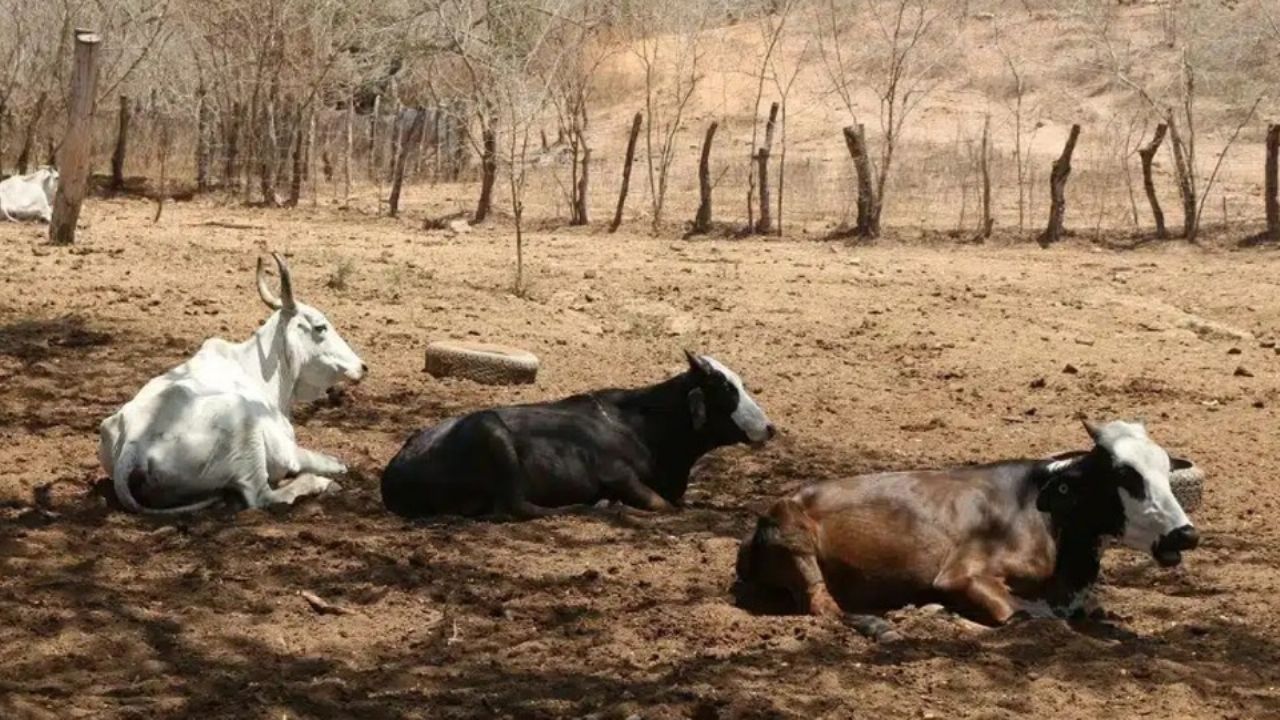 Sequía en zona rural de Guaymas y Empalme provoca la muerte de más de 100 reses