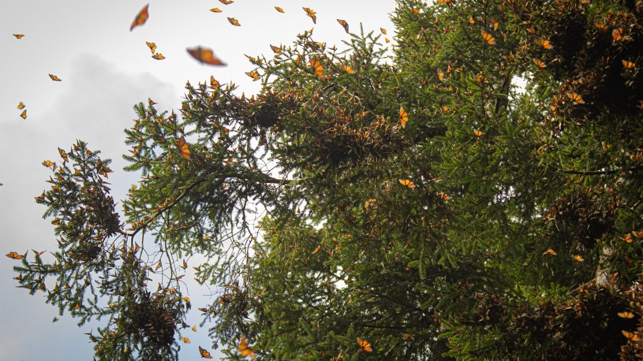 La mariposa Monarca regresa a los bosques de México tras odisea desde Canadá