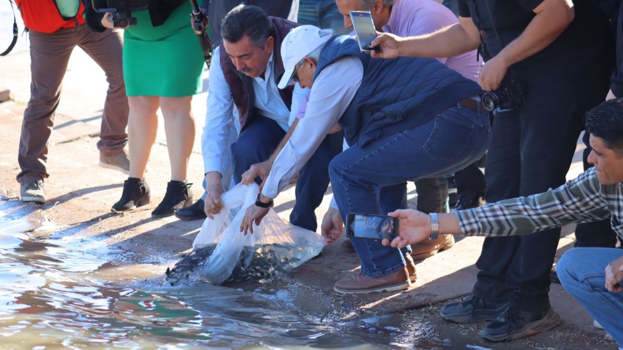 Ciudad Obregón: Siembran 300 carpas y tres mil tilapias en la Laguna del Náinari