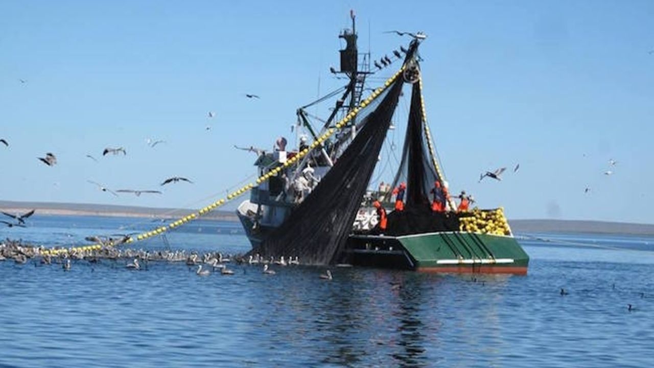 Temporada sardinera podría alcanzar 450 mil toneladas producidas en el sur de Sonora