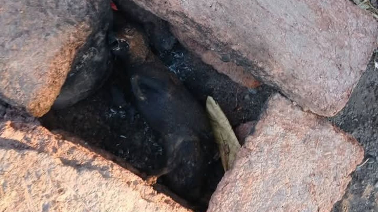 Queman a ‘lomito’ en fogata en Guaymas; ciudadanos piden denunciar a responsables