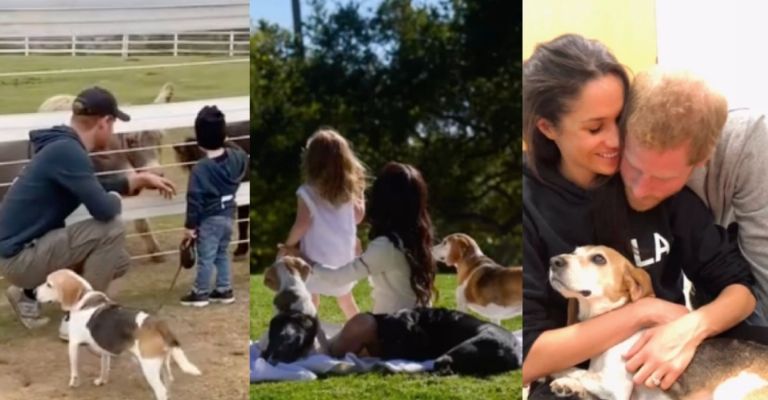 Gracias por tantos años de amor incondicional, mi dulce Guy, llenaste mi vida de maneras que nunca sabrás