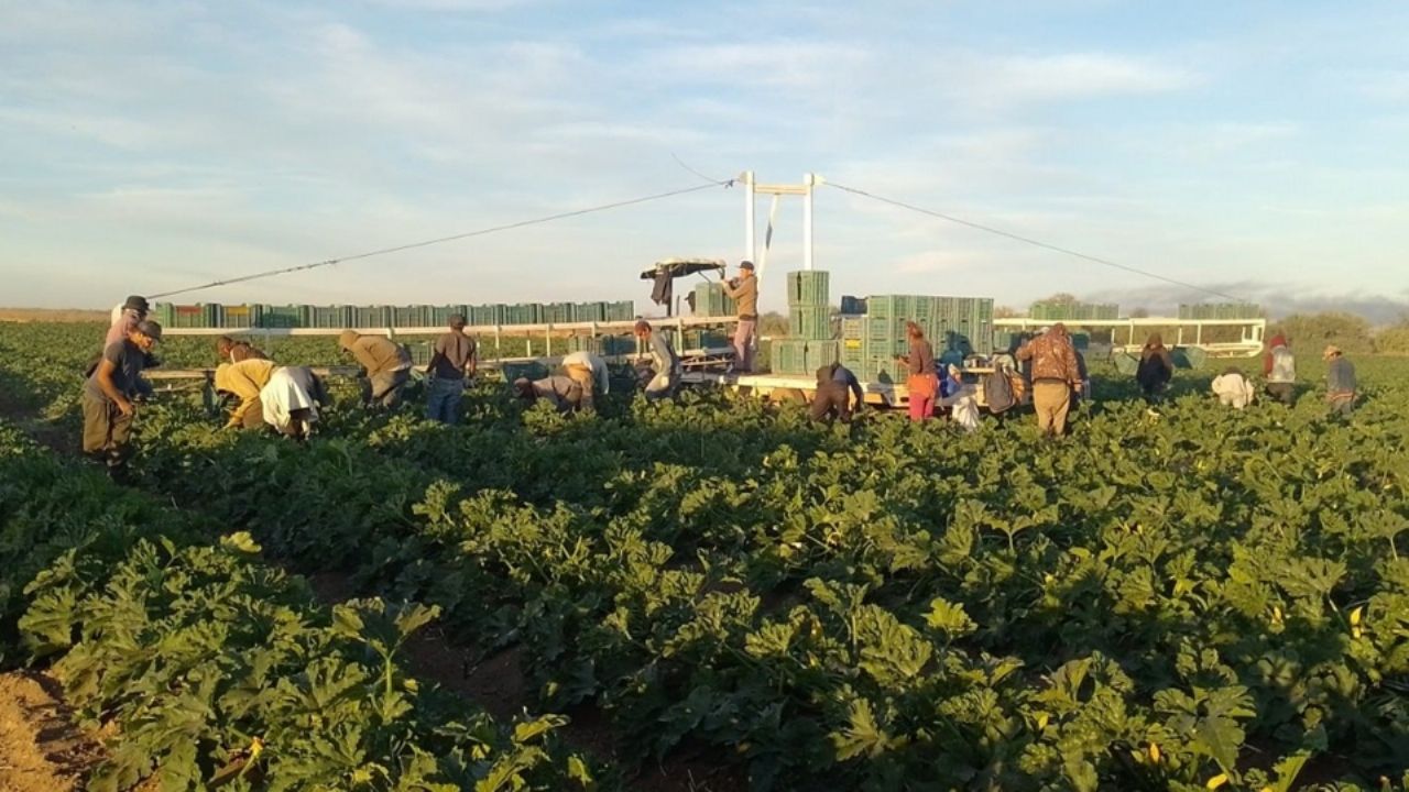 Urgen a tomar medidas contra adicciones en campos agrícolas de Guaymas y Empalme