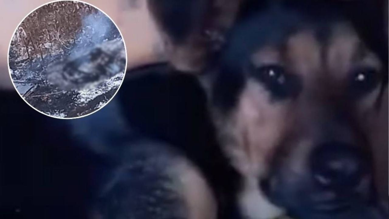 Muere quemada perrita callejera en Coahuila: Había dado a luz y la arrojaron a una fogata