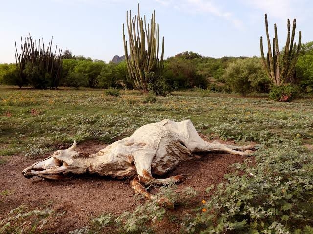 Conagua: Sonora cierra 2024 con un daño del 100% por sequía