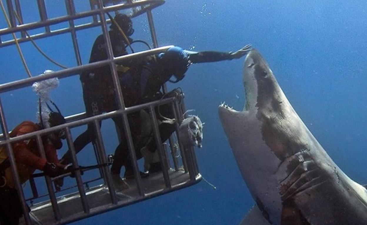 Investigan acerca del tiburón blanco en el Puerto de Yavaros