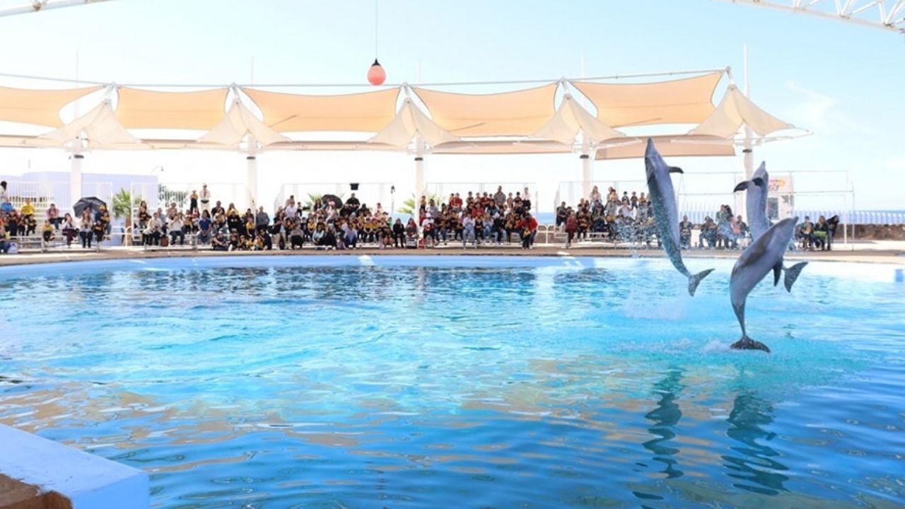 Delfinario Sonora de San Carlos tendrá un cambio de imagen, mejoras y modernización