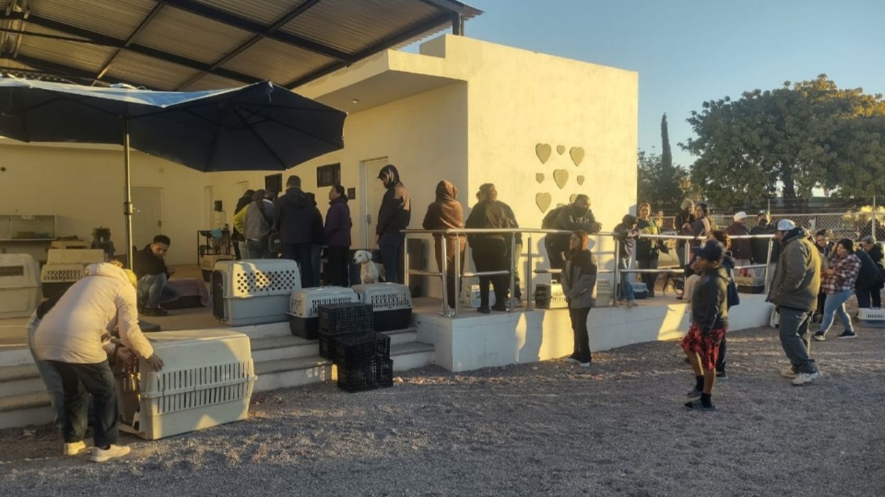 Realizarán jornada de esterilización gratuita en San Carlos; serán 300 cirugías por día