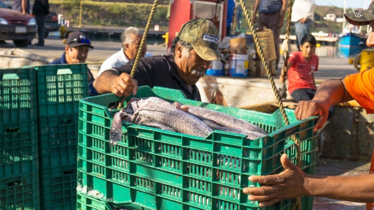Merluza es la nueva esperanza de pesca en Guaymas, pero con pocos permisos