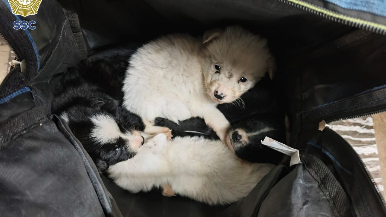 VIDEO: Rescatan a cuatro perritos abandonados en el metro Indios Verdes