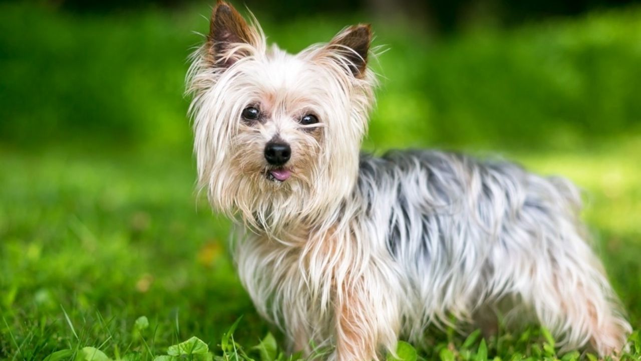 Tras ser extorsionado por no salvar a una perrita, veterinario es asesinado en Tultepec