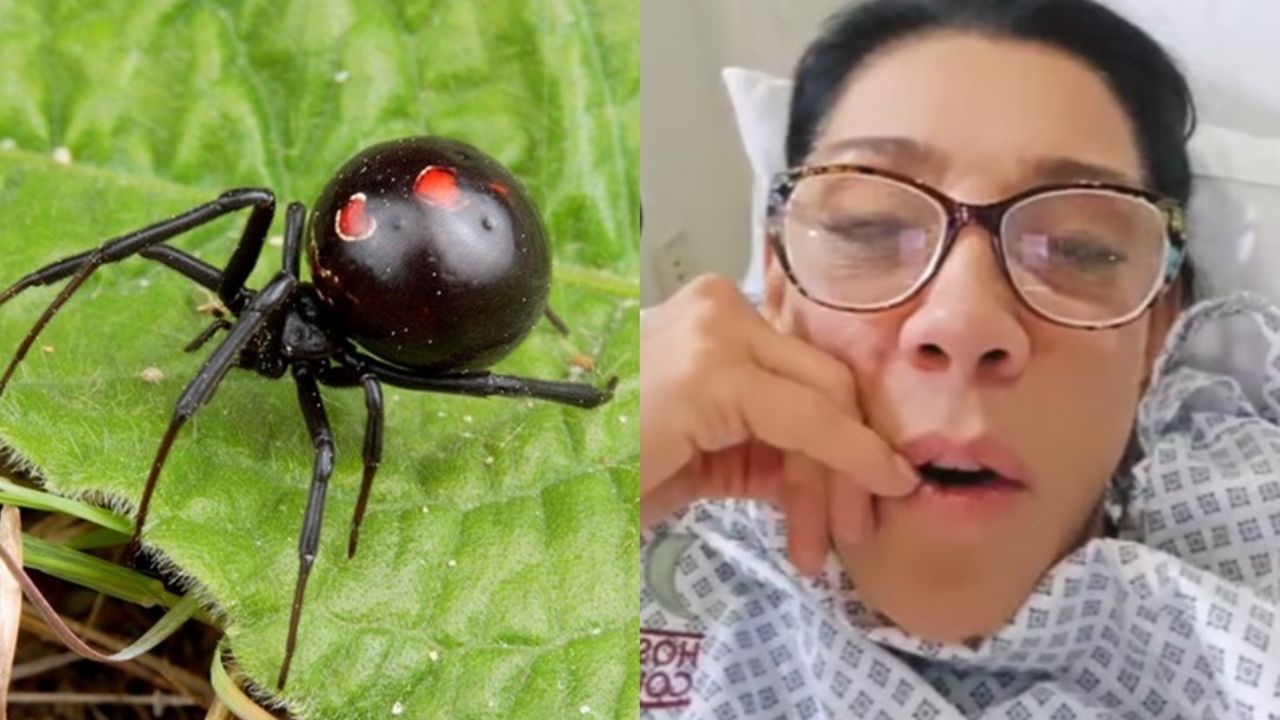 Cynthia Klitbo es hospitalizada de urgencia en Guadalajara; la picó una viuda negra