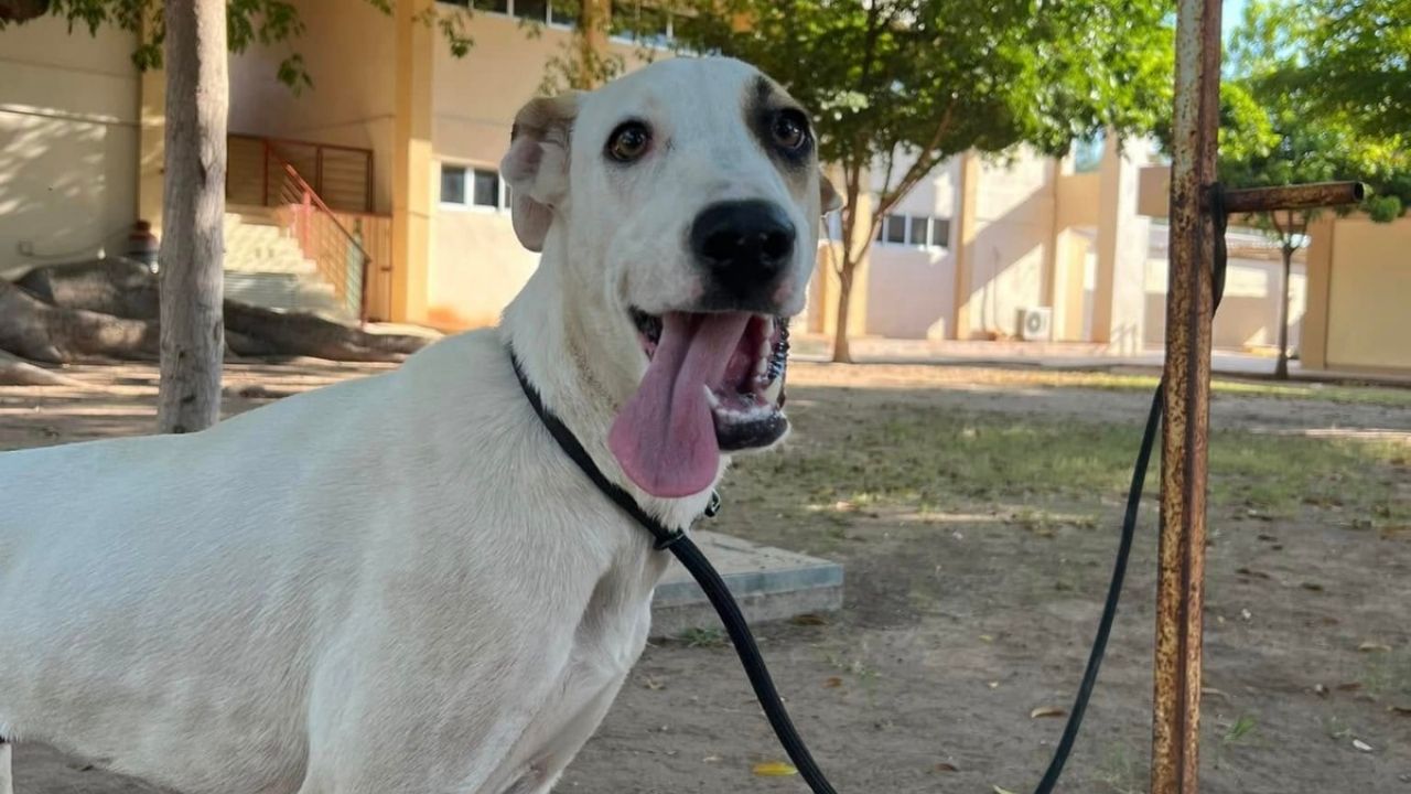 Cajeme: Jornada de adopción canina este domingo ¡Adopta un amigo fiel!