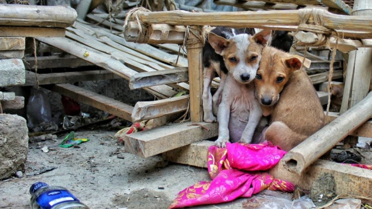 Indignación en Mexicali: Multan a pareja por alimentar perros callejeros