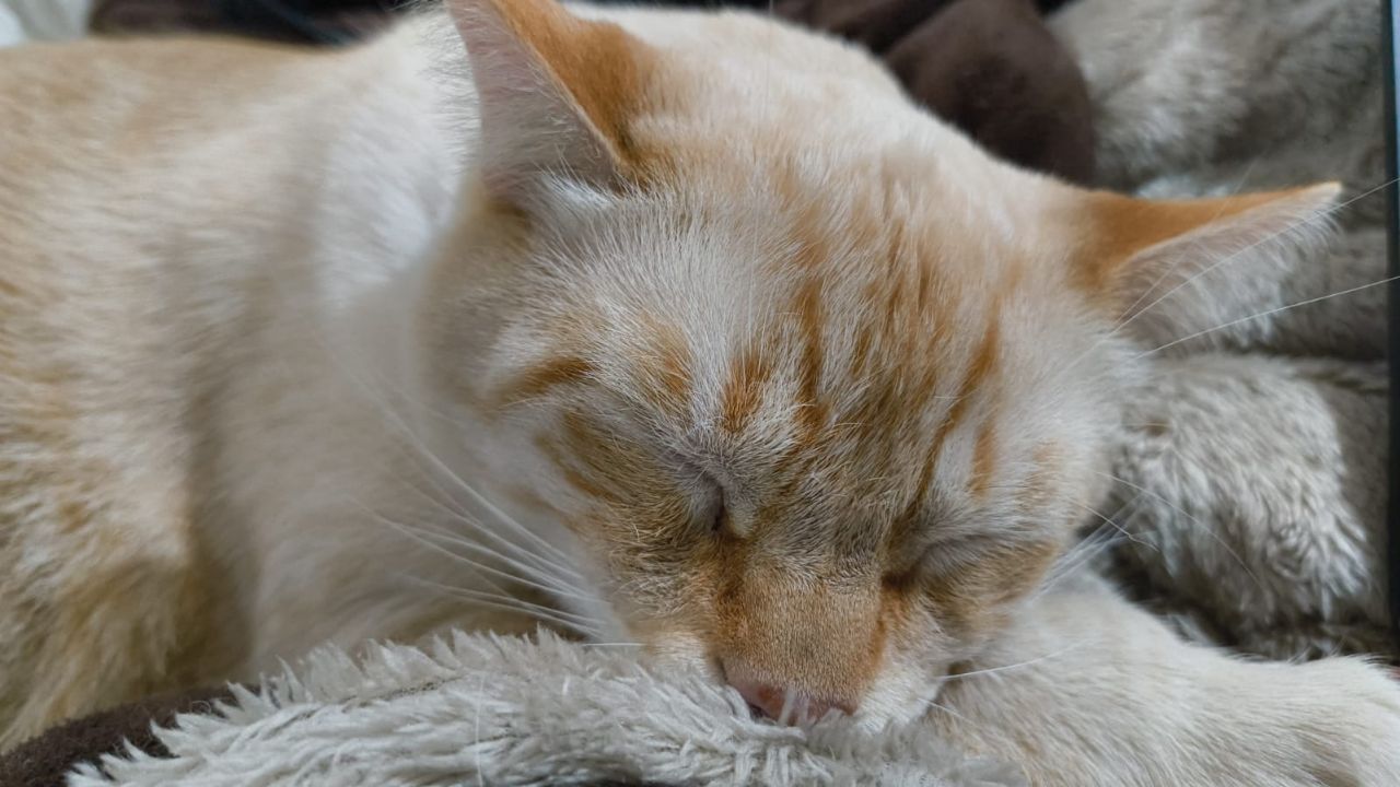 Día Internacional del Gato 2025: ¿Por qué se celebra el 20 de febrero? Origen de las fechas