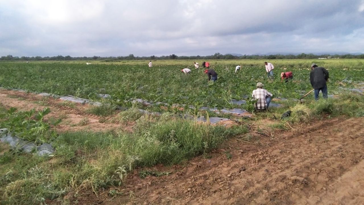Campos agrícolas de Guaymas y Empalme generan 10 mil empleos en temporada baja
