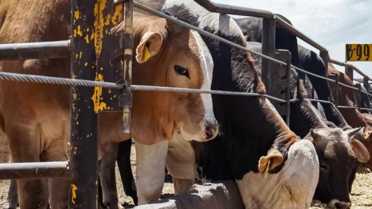 20 mil cabezas de ganado están listas para exportarse en Navojoa