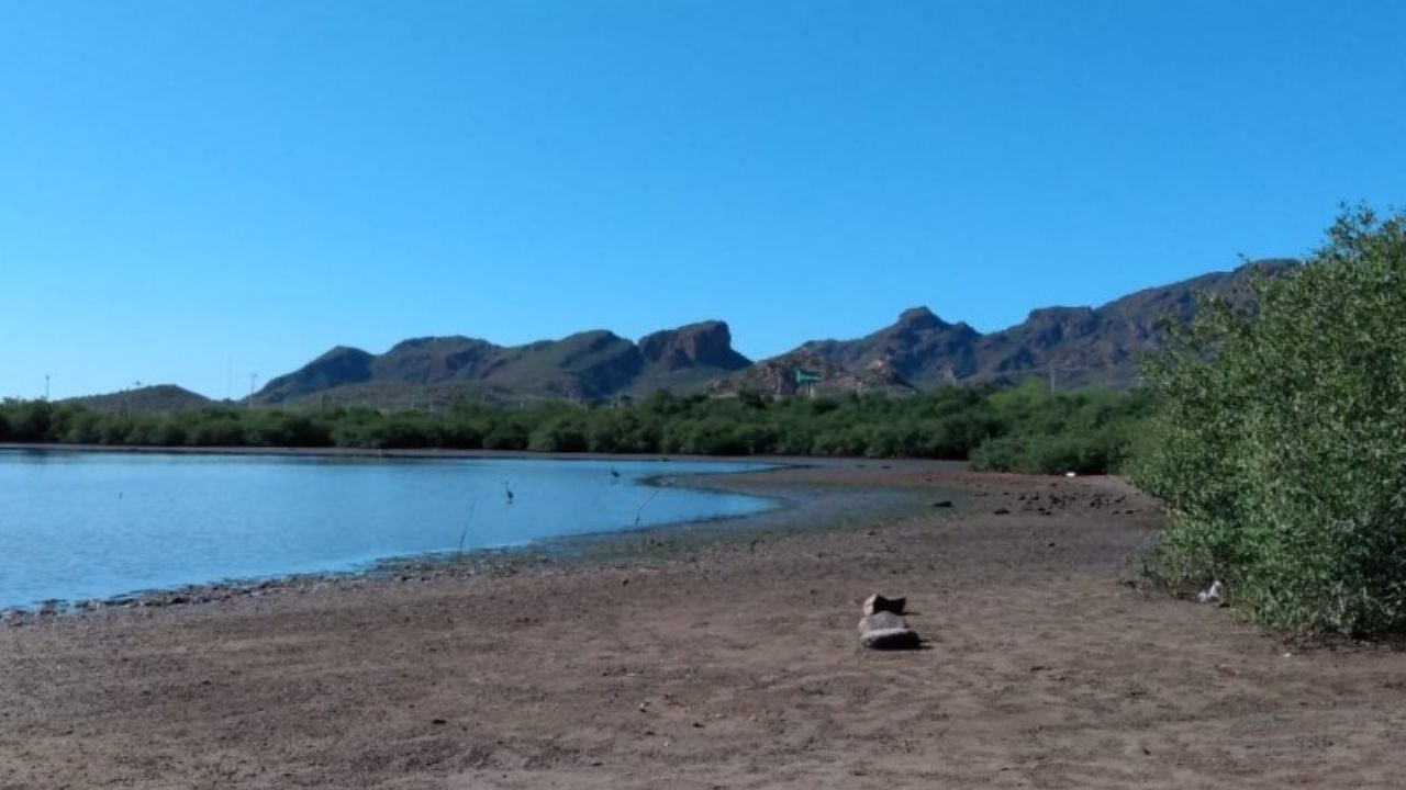 Guaymas: Ambientalistas piden que los manglares tengan más protección
