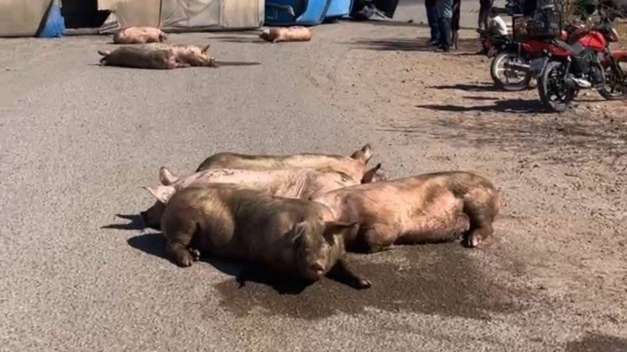 Volcadura en Ciudad Obregón este domingo: Tractocamión con ‘cerditos’ causa movilización