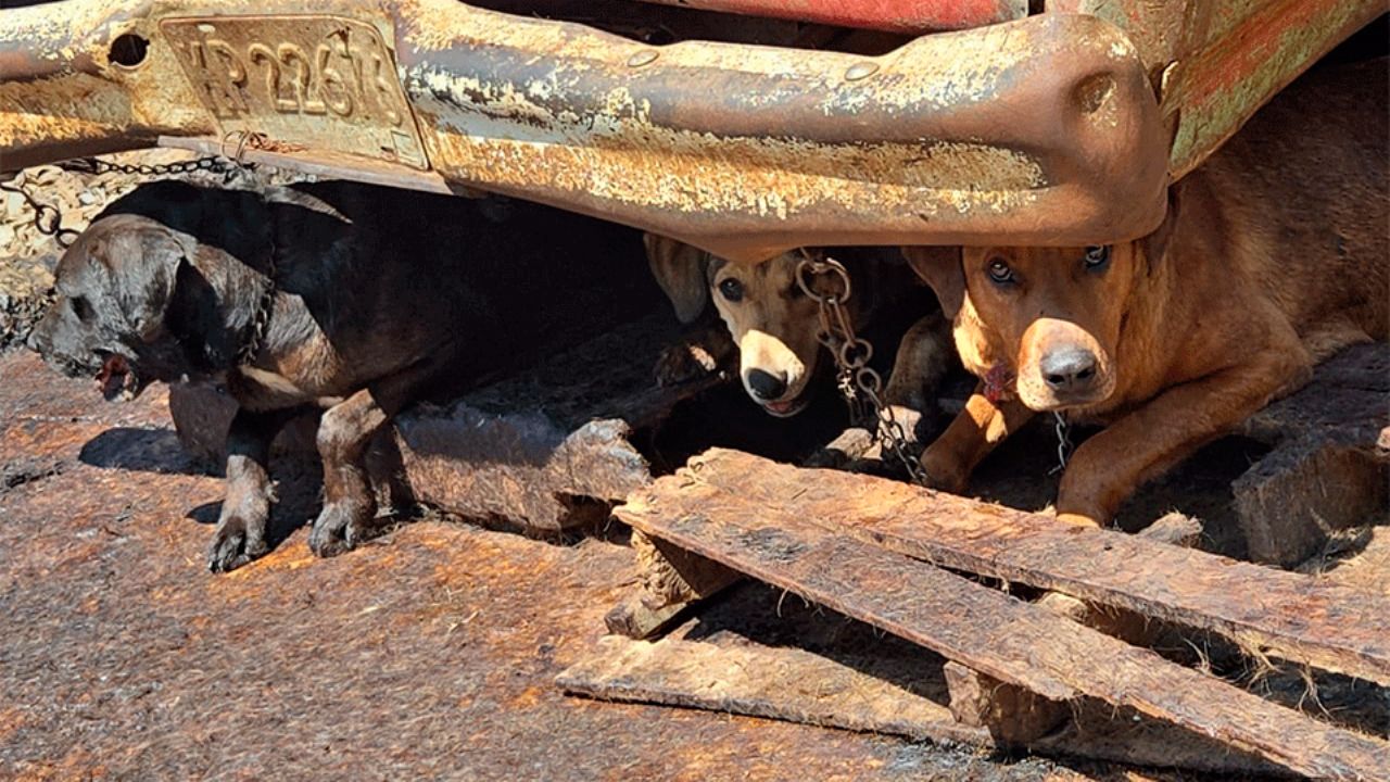 Dan prisión preventiva a carnicero por venta de carne de perro en Mexicaltzingo, Edomex