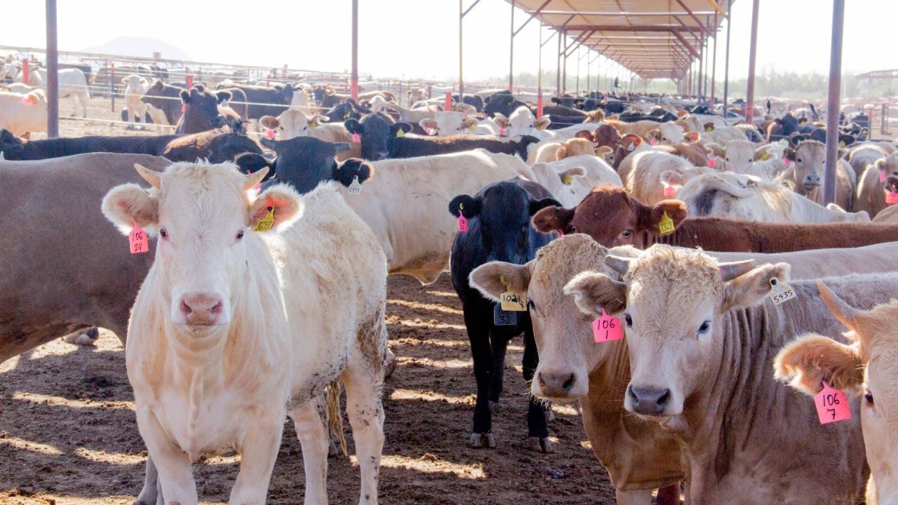 Sonora: Cierran la frontera de Nogales para la exportación de ganado sonorense