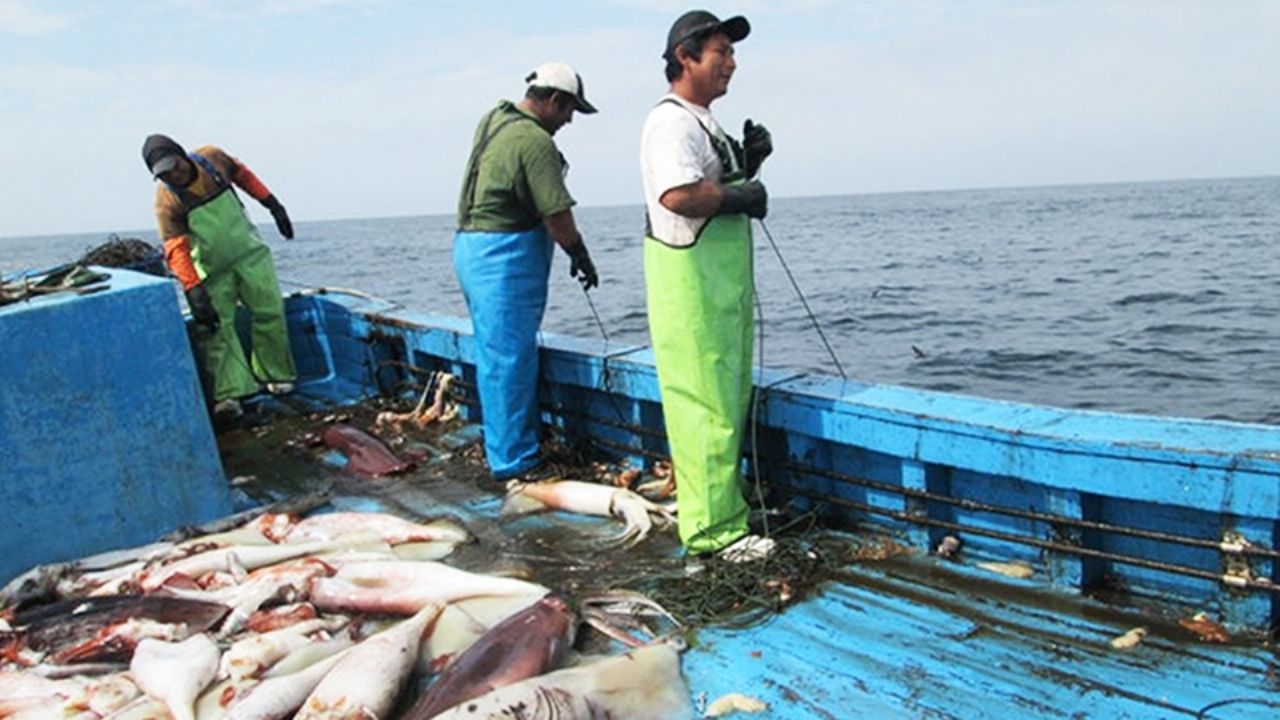 Calamar reaparece en las aguas de Guaymas y Empalme; tenía 16 años sin capturarse