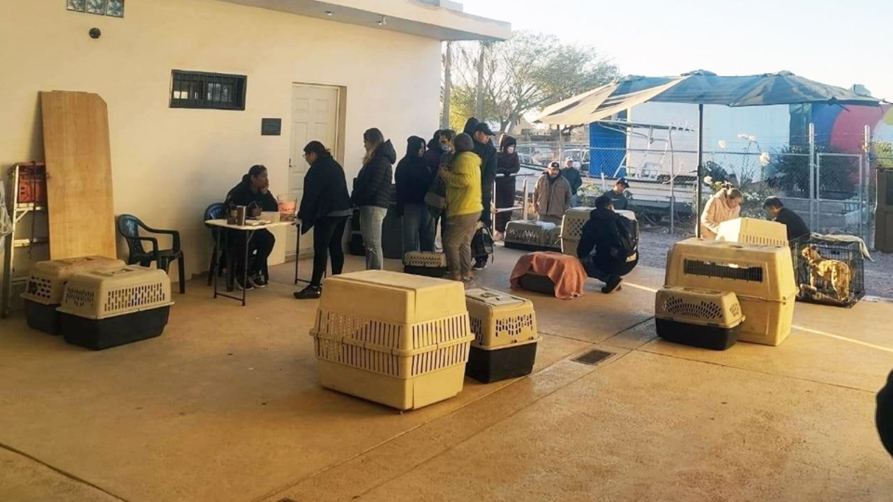Ofrecerán esterilización canina y felina gratuita este sábado y domingo en Guaymas