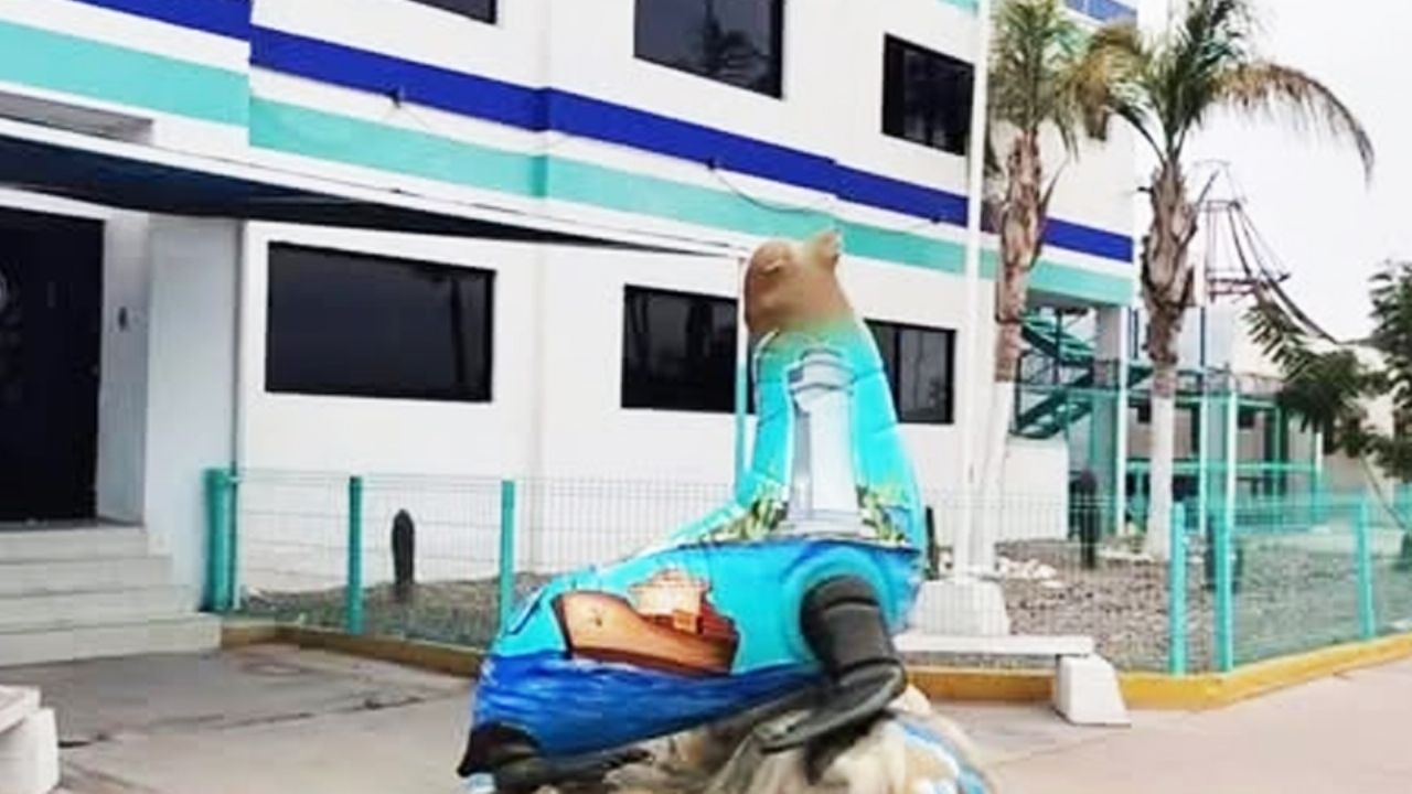Instalan tercera escultura de lobo marino en el malecón turístico de Guaymas