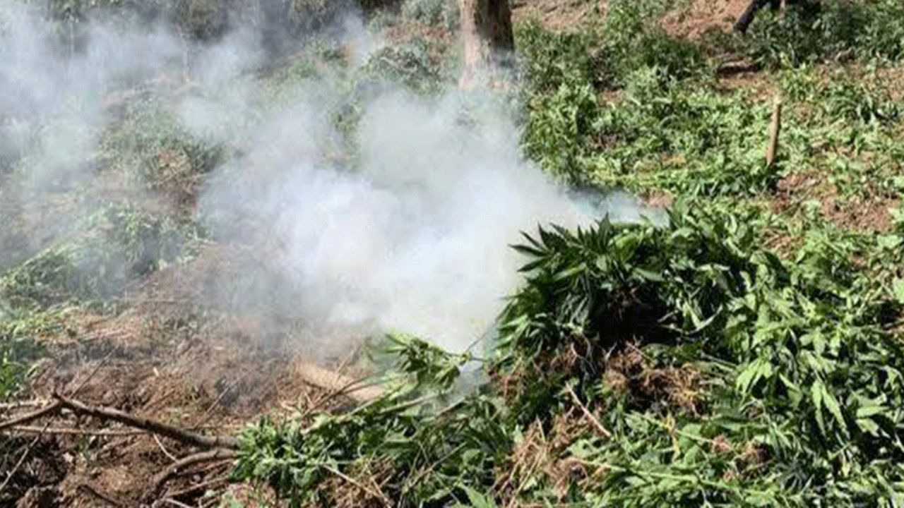 Sonora: Localizan cinco plantíos de marihuana en Álamos; no hay detenidos