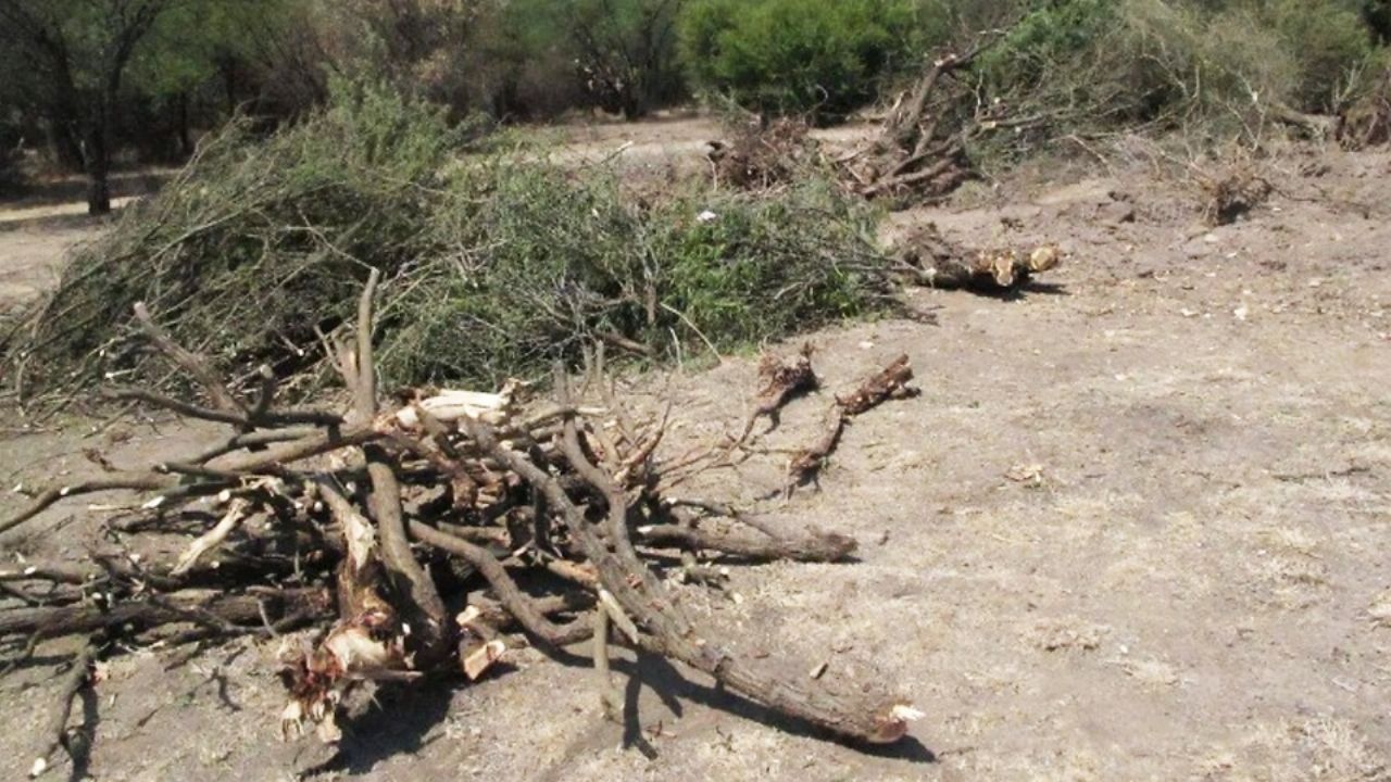 Deforestación en Empalme: Pobladores de Maytorena denuncian la tala de mezquites