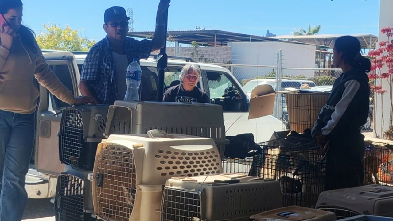 Preparan tianguis con causa en Guaymas; recaudarán fondos para esterilizaciones