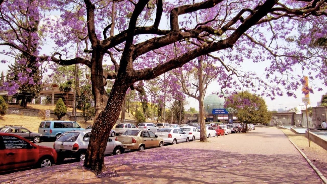 Conagua: Así será el clima en México este viernes 21 de marzo, Día de la Primavera