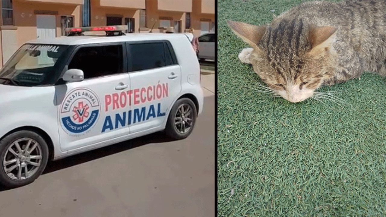 Indigna hallazgo de gatos envenenados en fraccionamiento Santa Clara de Hermosillo