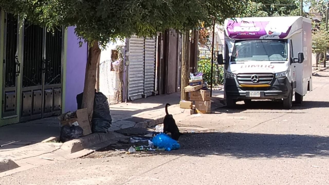 Ciudad Obregón: En Villas de Cortez sufren por perros callejeros; Salud atiende problema