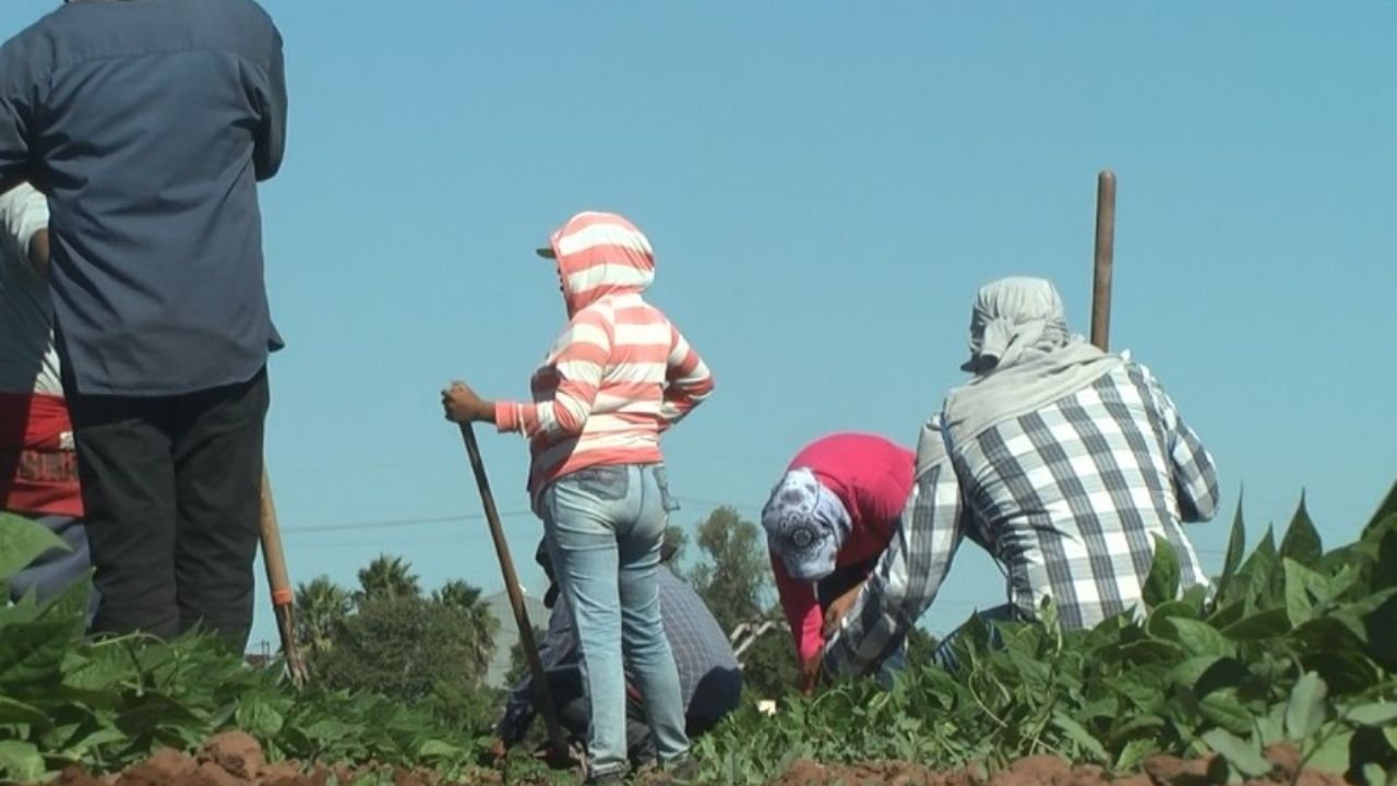 Jornaleros del valle del Mayo piden declaratoria de desastre por sequía