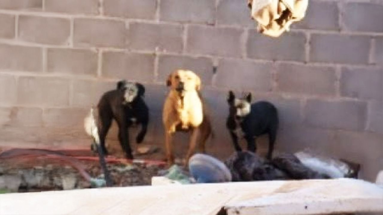 Maltrato animal en Caborca: Autoridades rescatan a cuatro perros enfermos y abandonados