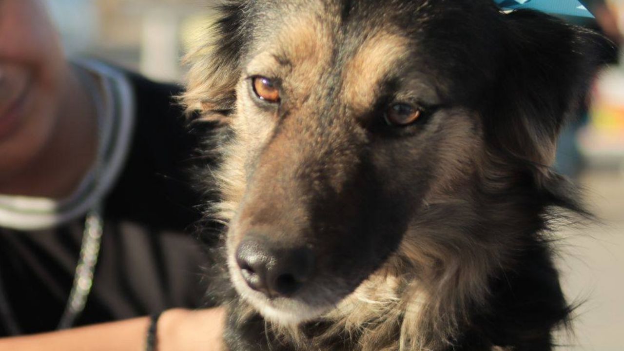 Guaymas: Realizarán jornada de adopción canina este domingo en el malecón