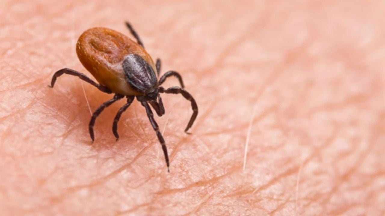 Rickettsia, un riesgo latente para la salud pública en la región del Mayo