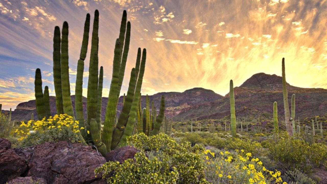 Clima en Sonora: CONAGUA pronóstica onda de calor y cielos despejados HOY lunes 31 de marzo