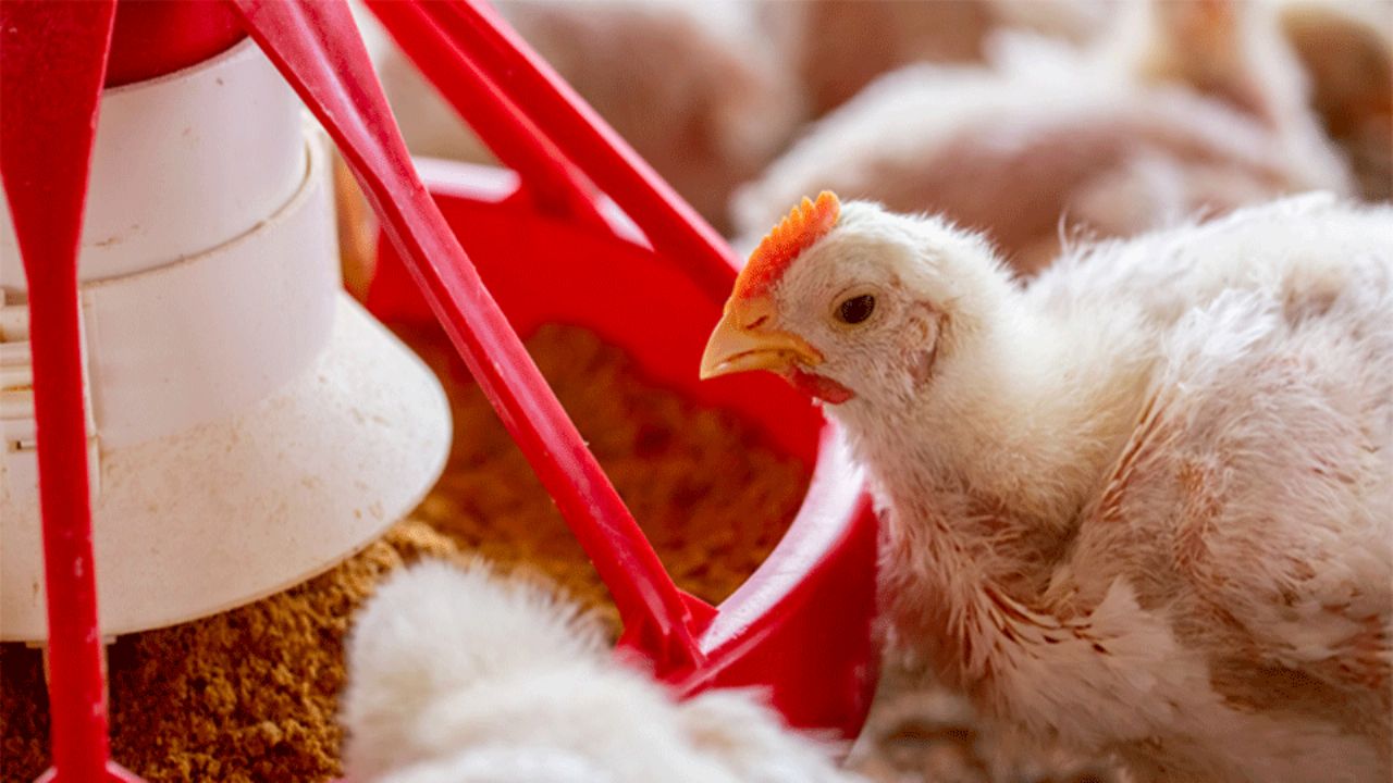 Salud: Detectan primer caso de influenza aviar en México; es una niña de tres años