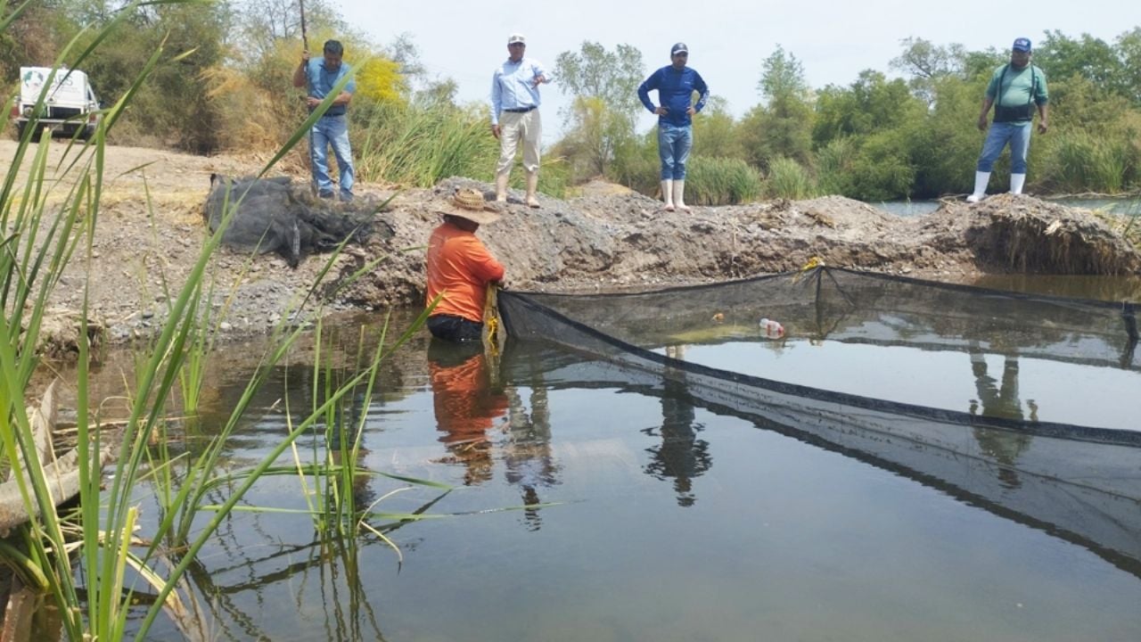 En Ciudad Obregón impulsan conservación del bagre yaqui para evitar su extinción