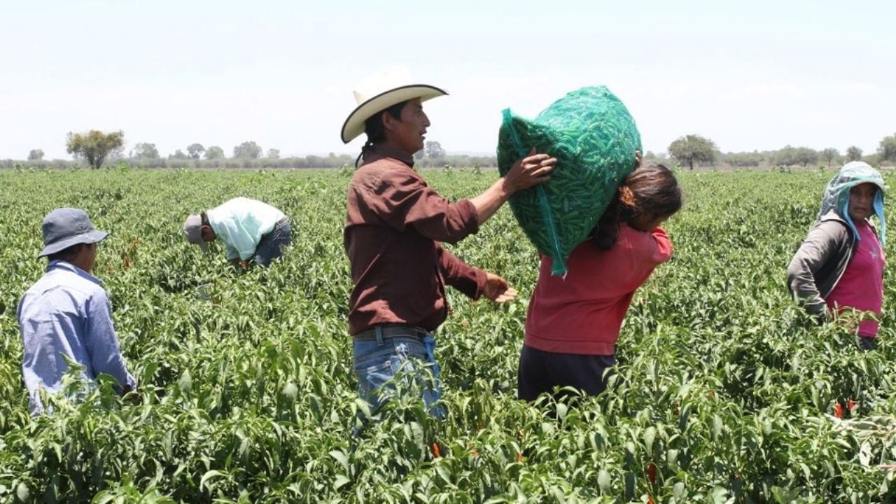 Por alta demanda, Plataforma de Trabajadores Agrícolas está saturada en Sonora