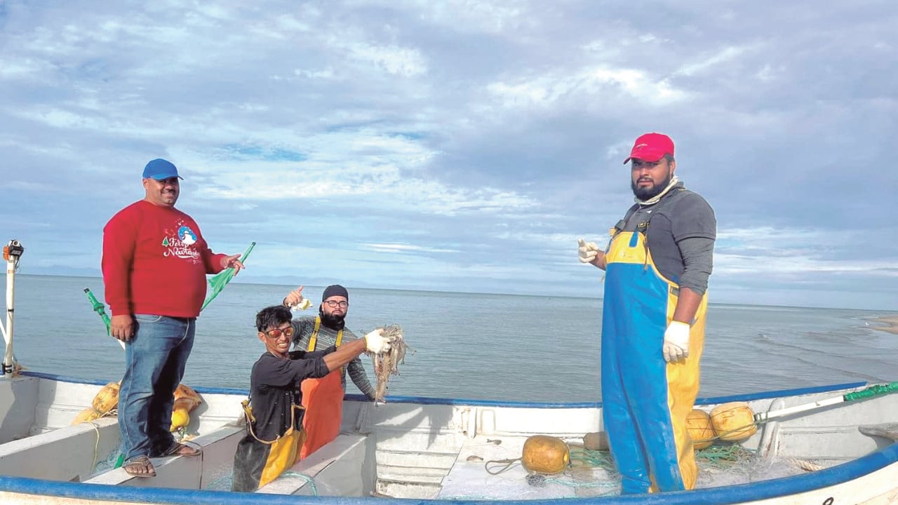 Inicia veda en Sonora: La temporada camaronera cierra como la peor desde hace 15 años