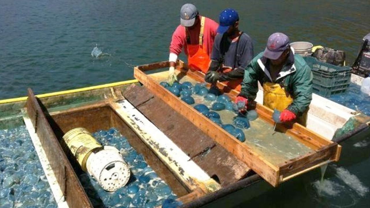 Ribereños de Guaymas y Empalme llegan a acuerdo para establecer precio de aguamala