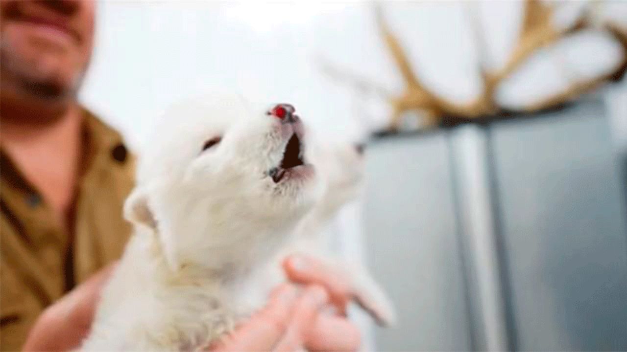 VIDEO: Reviven a dos ejemplares de ‘Lobo Terrible’, especie extinta hace 10 mil años